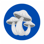 Guru Genetics