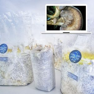 Fruiting Kit- Black Abalone