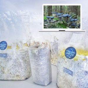 Fruiting Kit- Blue Oyster