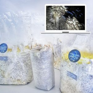 Fruiting Kit- Brown Oyster