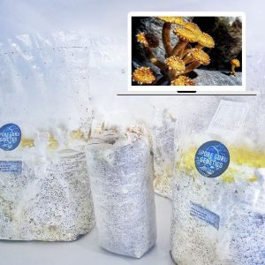 Fruiting Kit- Chestnut