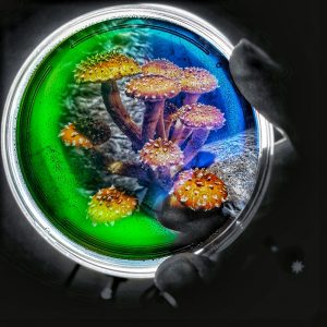 Petri Dish Culture- Chestnut
