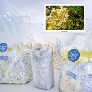 Fruiting Kit- Yellow/Golden Oyster