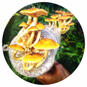 Grow Kits