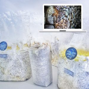 Fruiting Kit- Grey Oyster