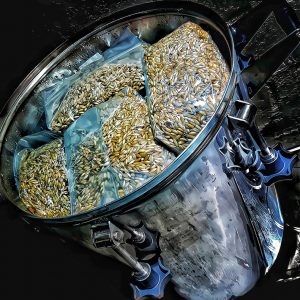 Sterilized Grain Bags (1kg)
