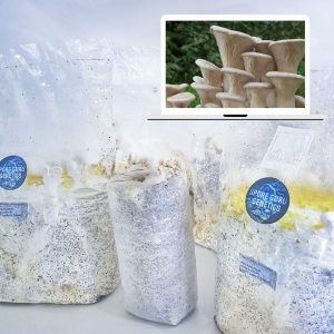 Fruiting Kit- King Oyster