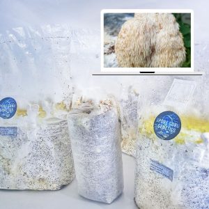 Fruiting Kit- Lion's Mane