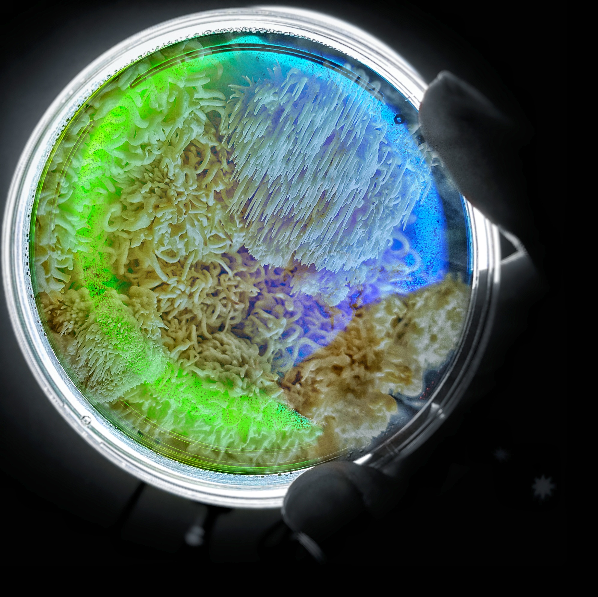 Petri Dish Culture- Lion's Mane 1 Petri Dish Culture- Lion's Mane