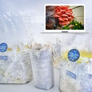 Fruiting Kit- Pink Oyster