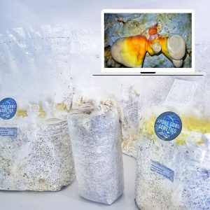 Fruiting Kit- Reishi