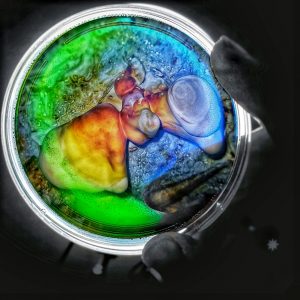 Petri Dish Culture- Reishi