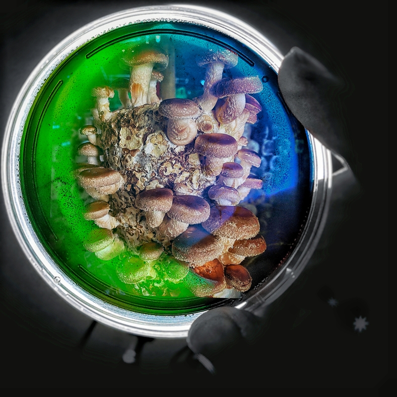 Petri Dish Culture- Shiitake 1 Petri Dish Culture- Shiitake