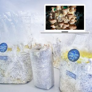 Fruiting Kit- Shiitake