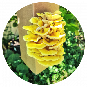 Spray & Grow Kits