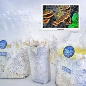 Fruiting Kit- Turkey Tail