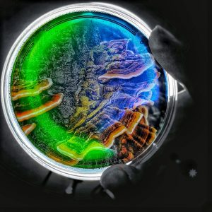 Petri Dish Culture- Turkey Tail