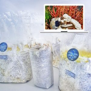 Fruiting Kit- White Oyster
